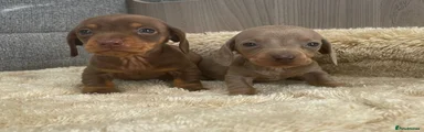Miniature Dachshund Puppy 5