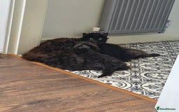 Ragdoll cats for sale: Ragdoll cross - Image 9