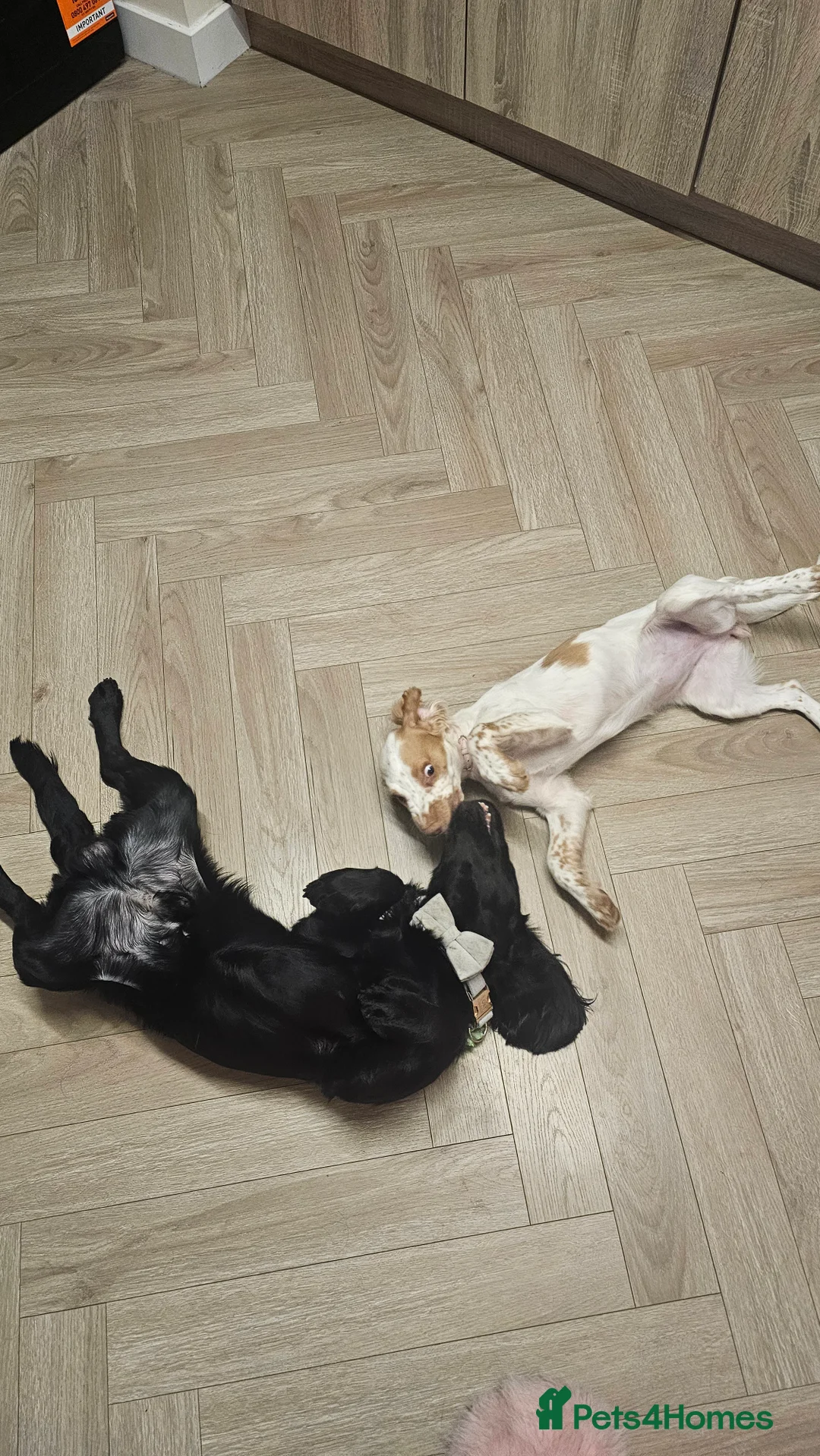 Cocker Spaniel dogs for sale: 2 cockerspaniels for rehoming together - Advert 5