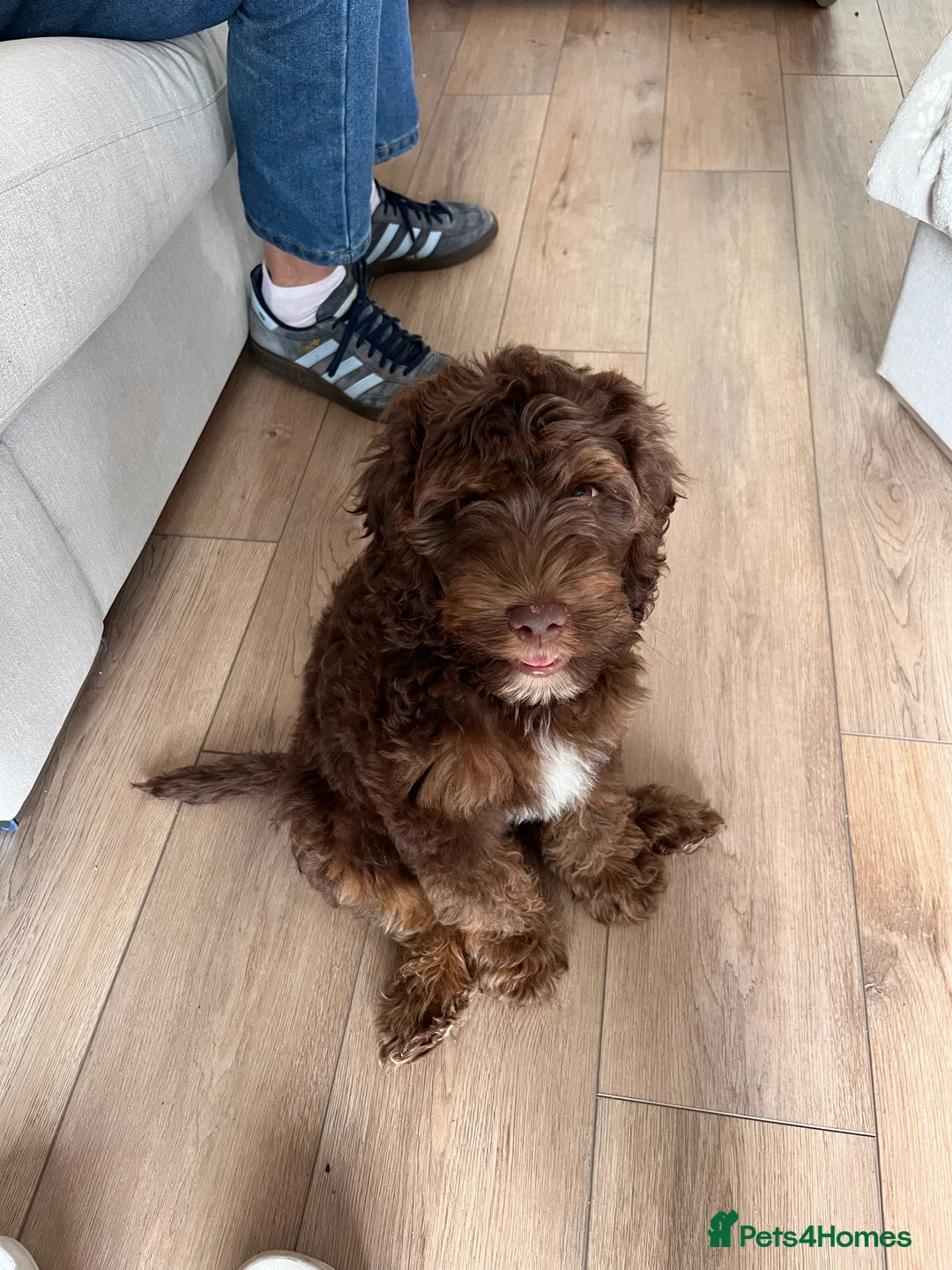 Australian Labradoodle dogs for stud: Australian Labradoodle Chocolate & White Tuxedo - Advert 16