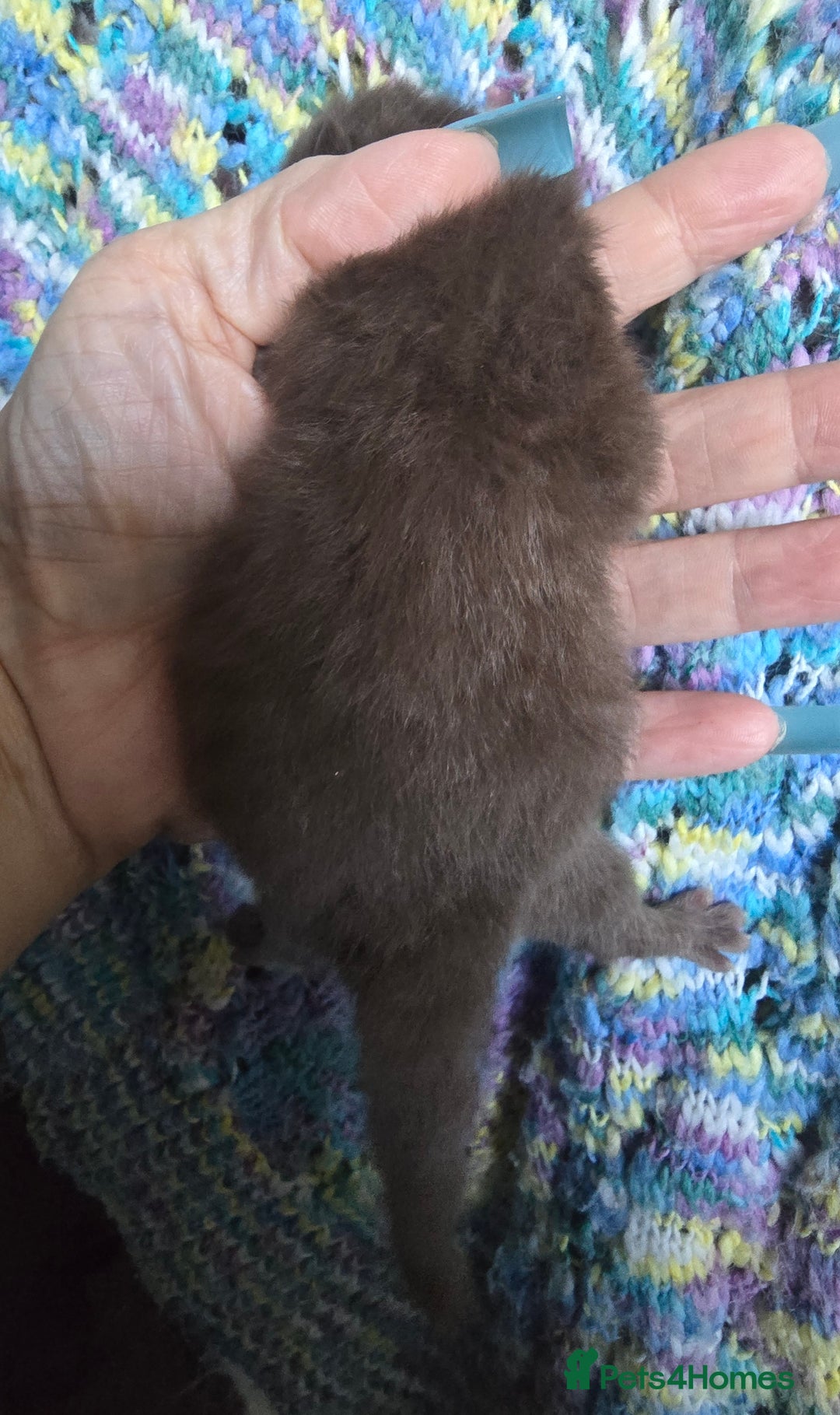 British Shorthair cats for sale: ONE GIRL LEFT TICA REGISTERED BRITISH SHORTHAIR - Advert 9