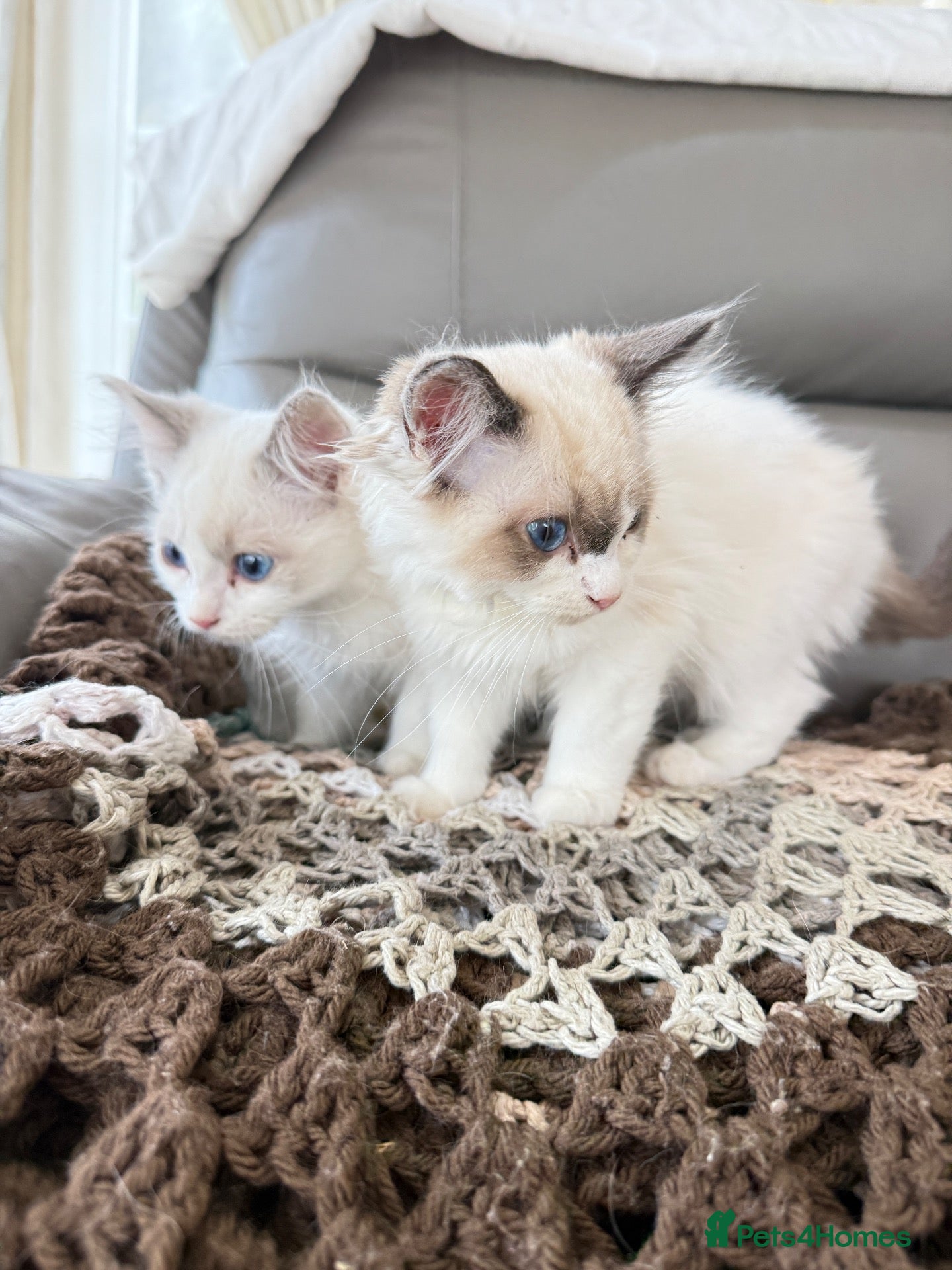 Ragdoll cats Beautiful RAGDOLL KITTENS  - Advert 4