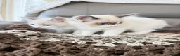 Ragdoll cats for sale: Beautiful RAGDOLL KITTENS  in Chichester - Advert 1