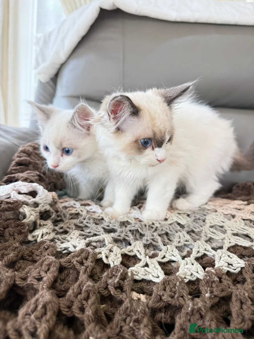 Ragdoll cats for sale: Beautiful RAGDOLL KITTENS  in Chichester - Advert 1