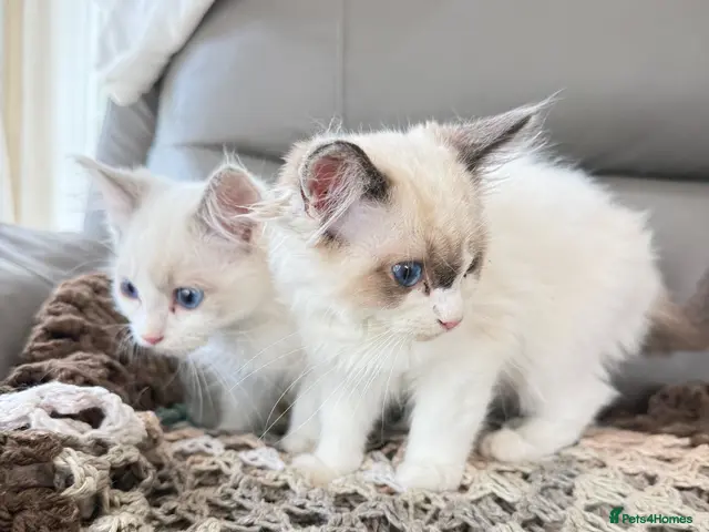 Ragdoll cats Beautiful RAGDOLL KITTENS - Advert 1