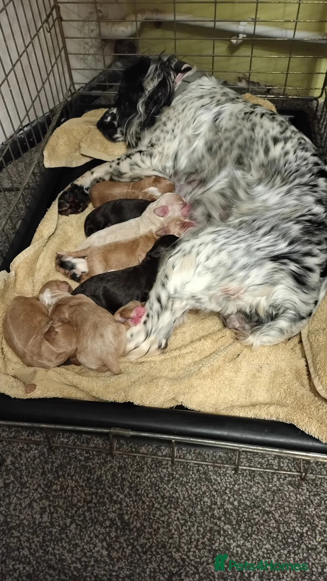 Cockapoo dogs for sale: Cockapoo puppies 100%  - Advert 10