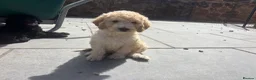 Goldendoodle dogs for sale: Beautiful Goldendoodles - Advert 12