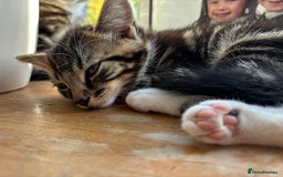 British Shorthair cats for sale: 2 male kittens  - Image 7