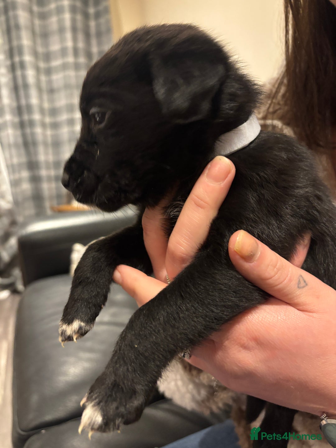 Mixed Breed dogs for sale: Lab/cockapoo cross - Image 9