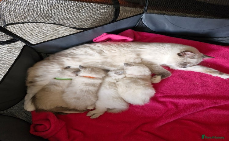 Ragdoll cats - Advert 1