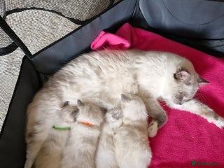 Ragdoll cats - Advert 2