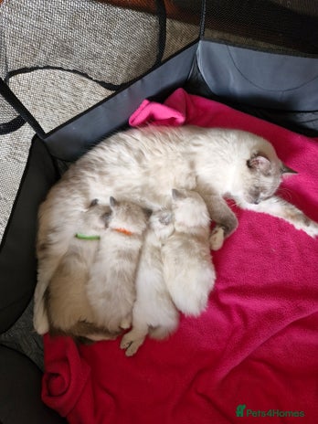 Ragdoll cats - Advert 13
