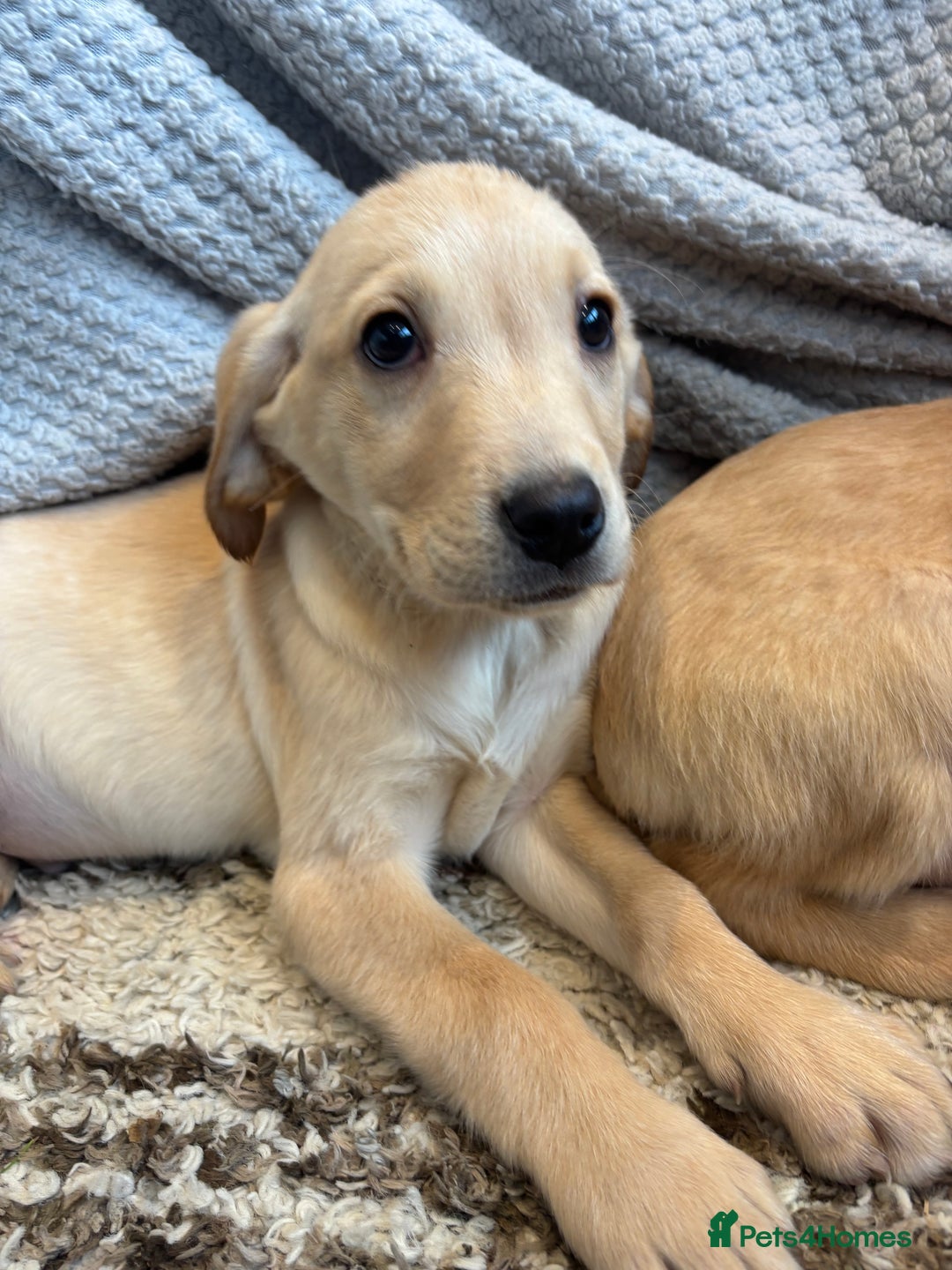 Labrador Retriever dogs for sale: Mixed Litter of Labrador Retriever Puppies - Advert 19