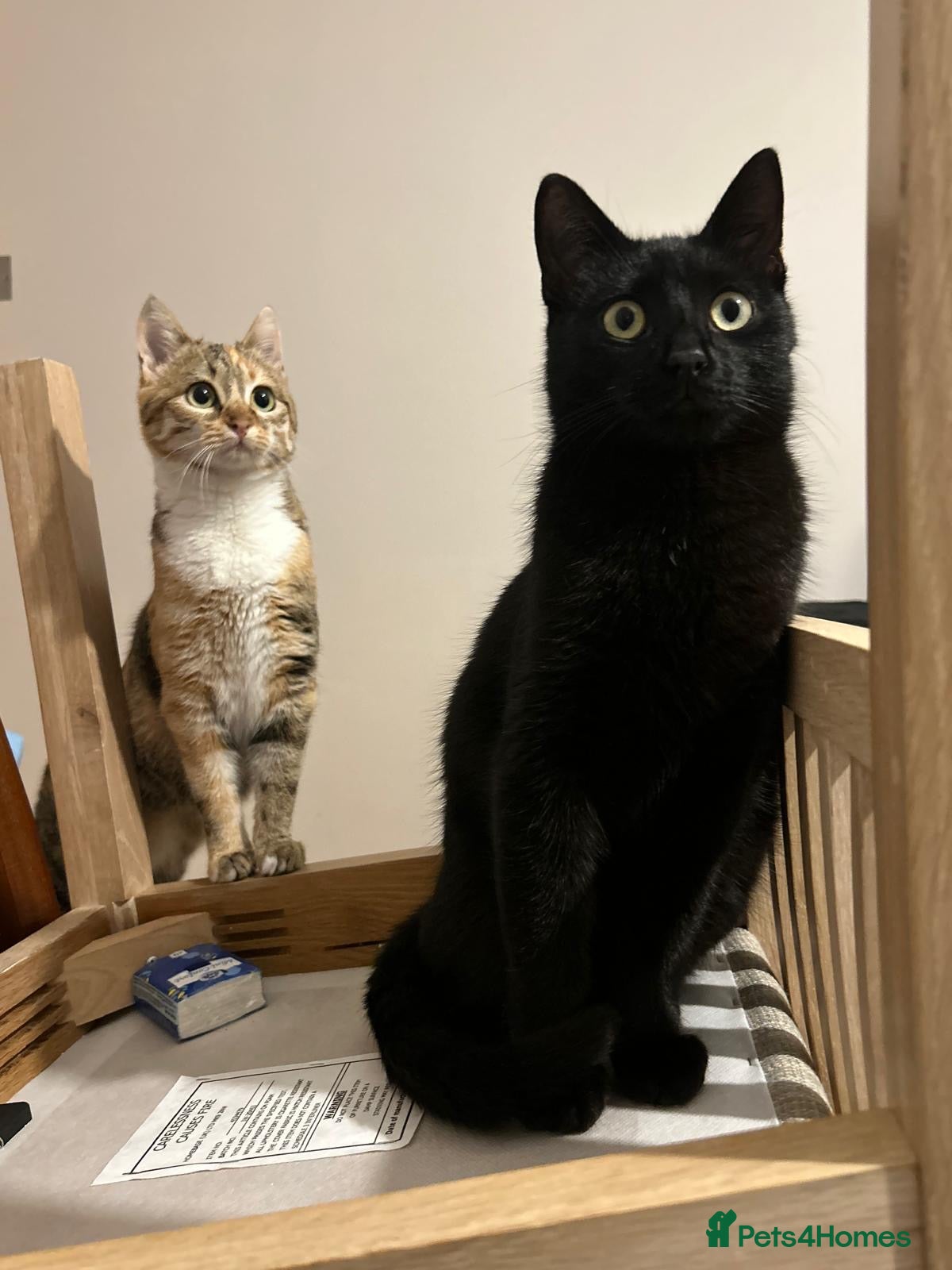 Mixed Breed cats Bonded 8-Month-Old Rescue Kittens (Woking) - Advert 2