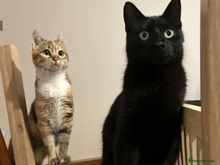 Mixed Breed cats Bonded 8-Month-Old Rescue Kittens (Woking) - Advert 15