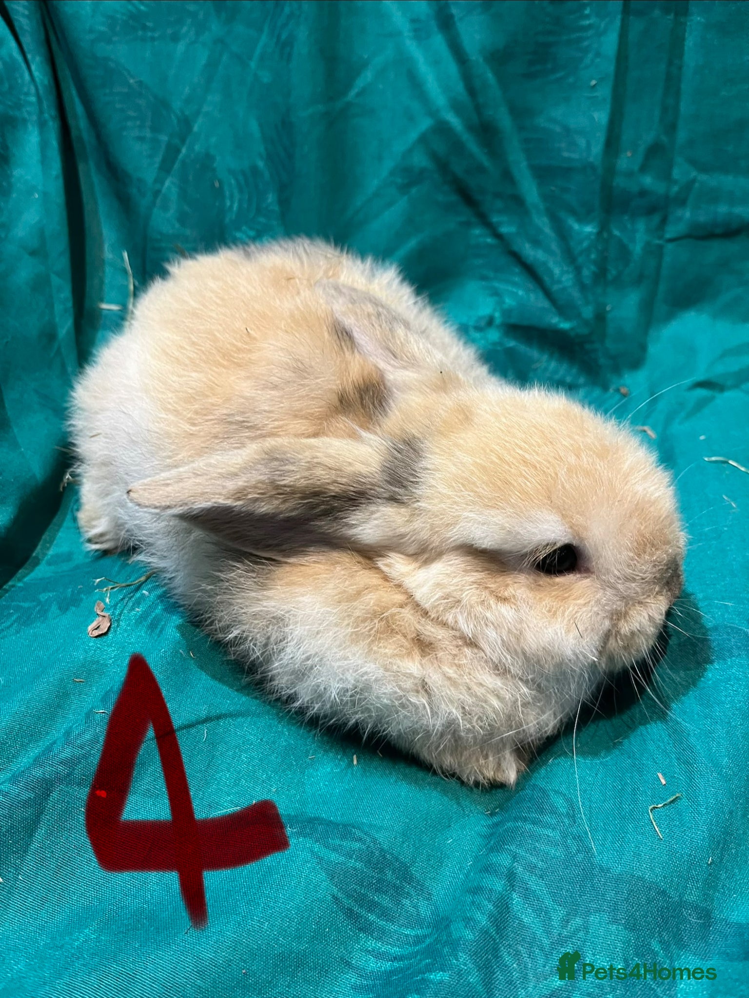 Mini Lop rabbits Baby Mini Lop Bunnies  - Advert 2