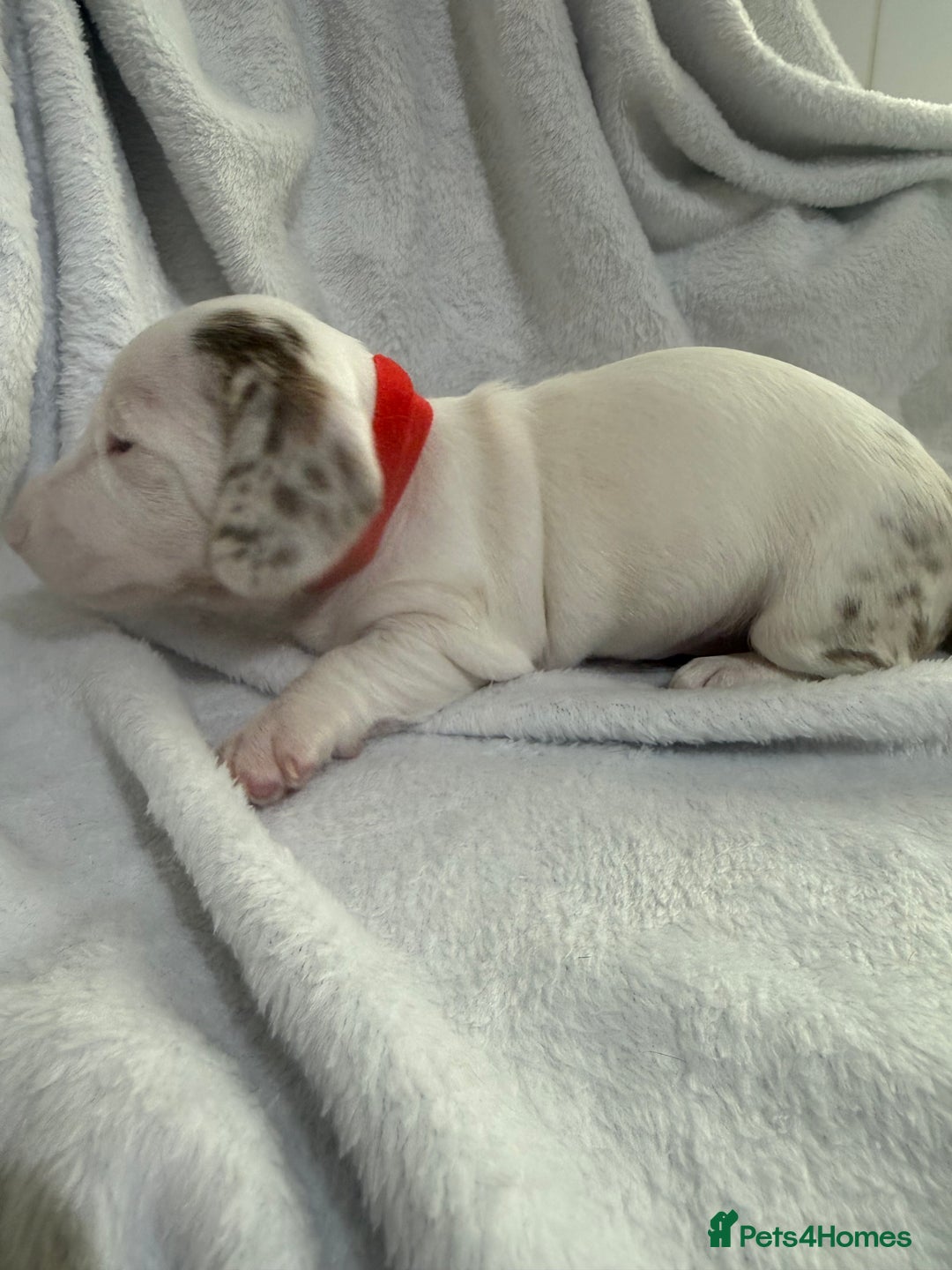 Dachshund dogs for sale: 4 dachshund puppies all females - Advert 2