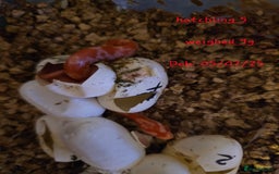 Corn Snake reptiles for sale: Beautiful corn snakes  - Image 14