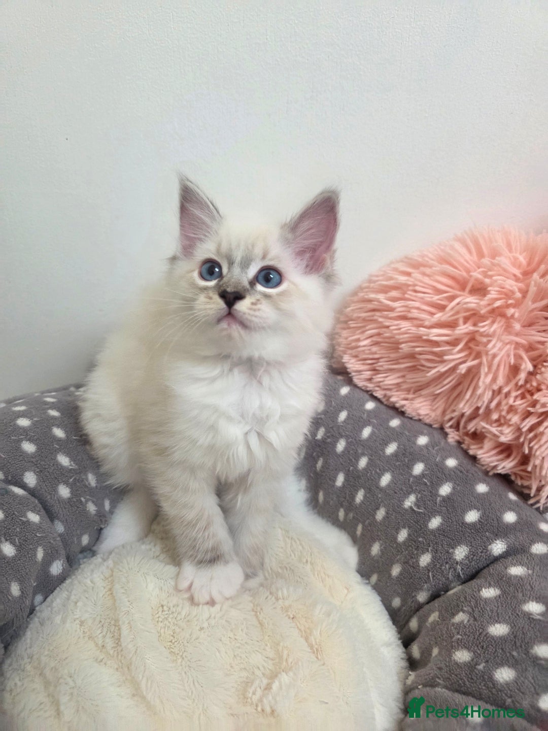 Ragdoll cats for sale: Beautiful GCCF Registered kittens - Advert 17