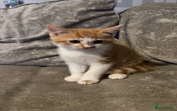 Maine Coon cats for sale: Maine coon X Tabby kittens - Image 1