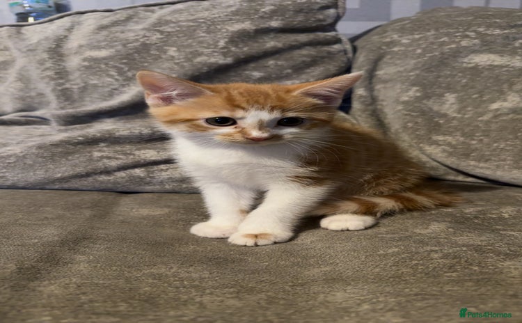 Maine Coon cats - Advert 2