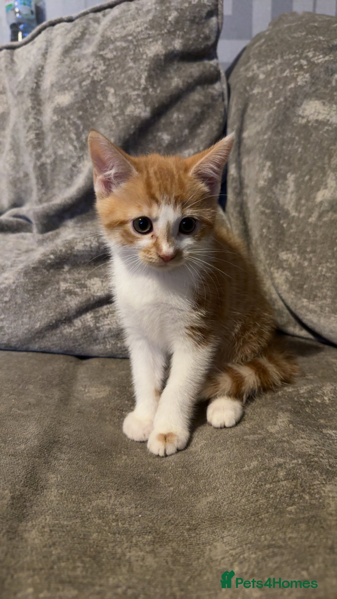 Maine Coon cats for sale: Maine coon X Tabby kittens - Image 1