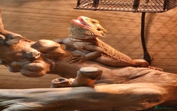 Bearded Dragon reptiles for sale: Besrded Dragon - Image 5