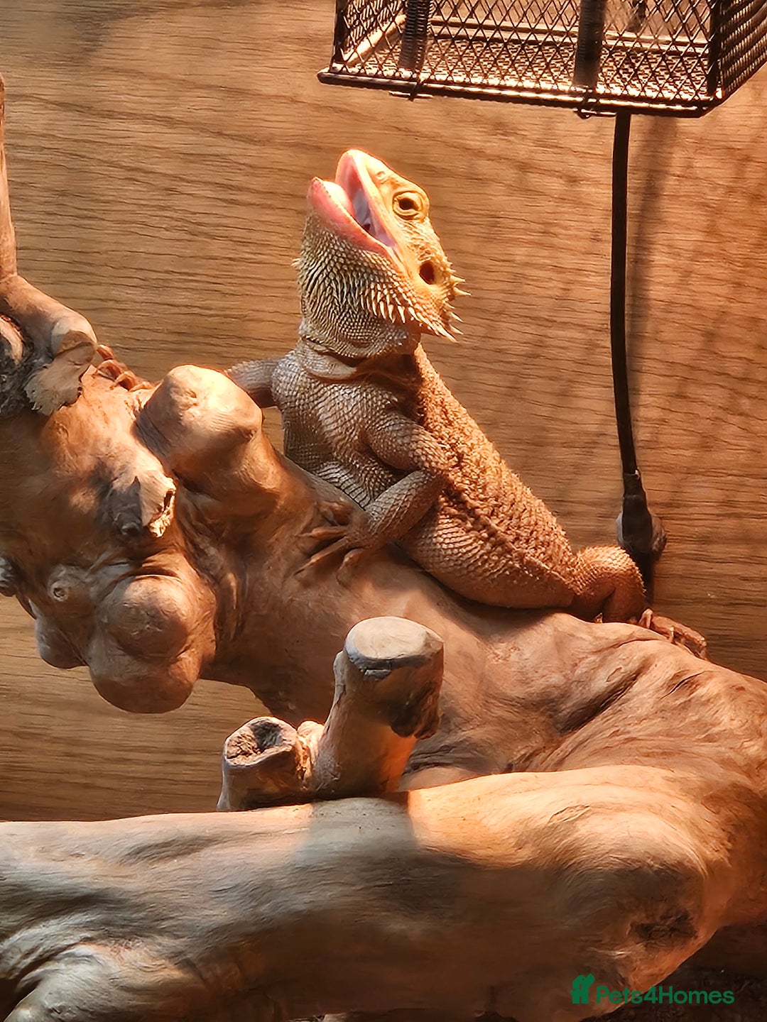 Bearded Dragon reptiles for sale: Besrded Dragon - Image 5