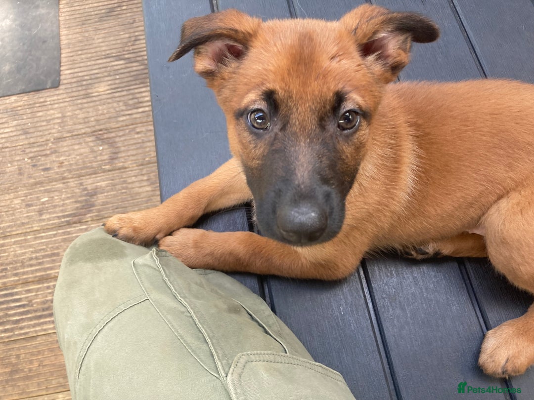 Mixed Breed dogs for sale: Belgian Shepherd Malinois x German Shepherd  - Image 6