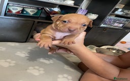 Staffordshire Bull Terrier dogs for sale: Staffy puppy  - Image 7