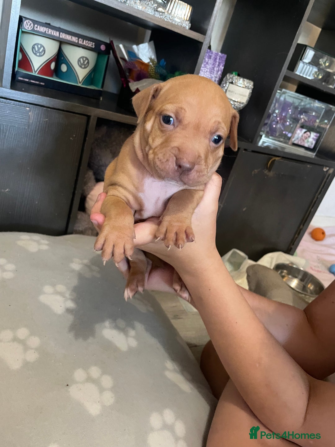 Staffordshire Bull Terrier dogs for sale: Staffy puppy  - Image 7