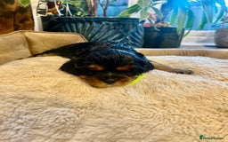 Cavalier King Charles Spaniel dogs for sale: 🫶🏻 Cavalier King Charles 🐶 - Image 17