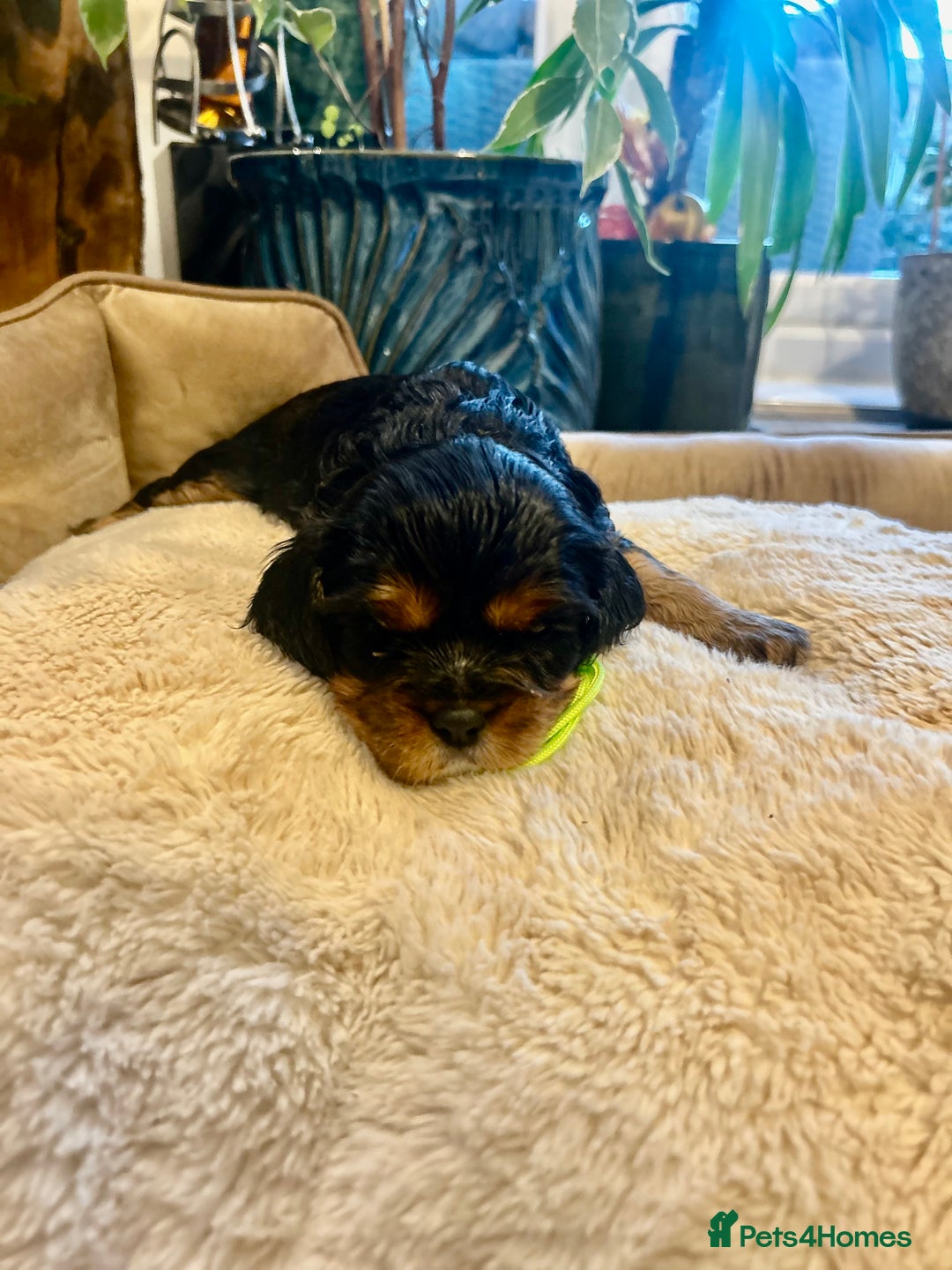 Cavalier King Charles Spaniel dogs for sale: 🫶🏻 Cavalier King Charles 🐶 - Image 17