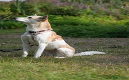 Mixed Breed dogs for adoption: Egyptian girl Cleo is looking for her forever home - Image 3