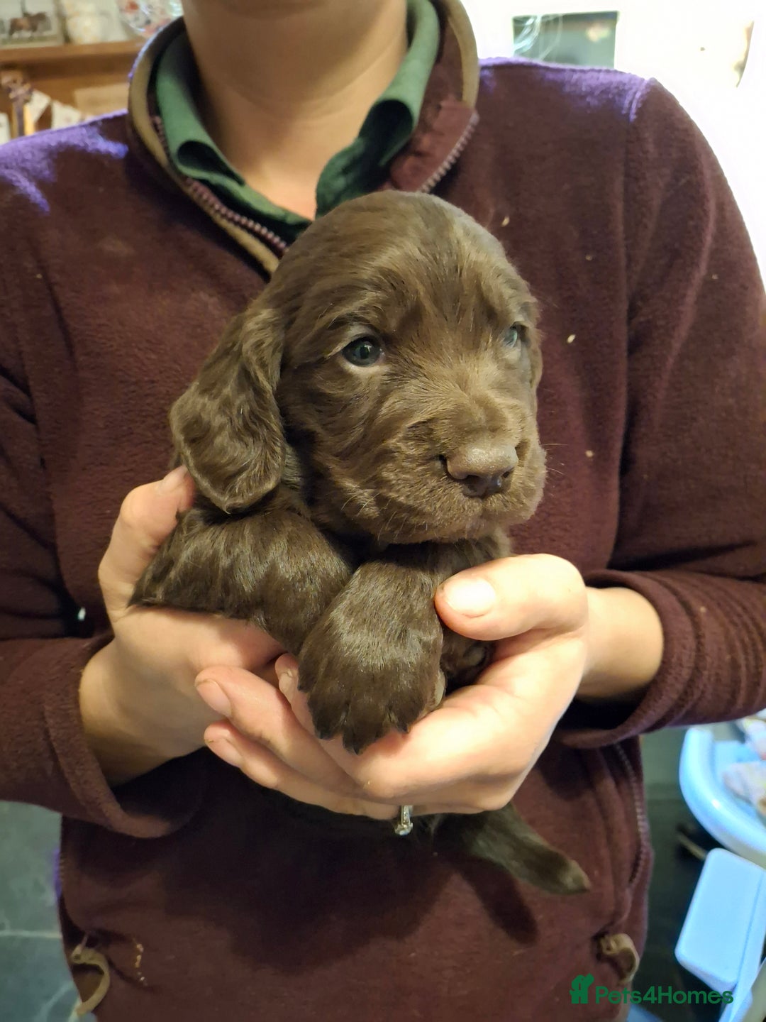 Cocker Spaniel dogs for sale: KC Cocker spaniel puppies  - Image 6