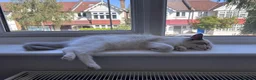 Ragdoll cats for sale: Male blue bicolour ragdoll to be rehomed - Advert 3