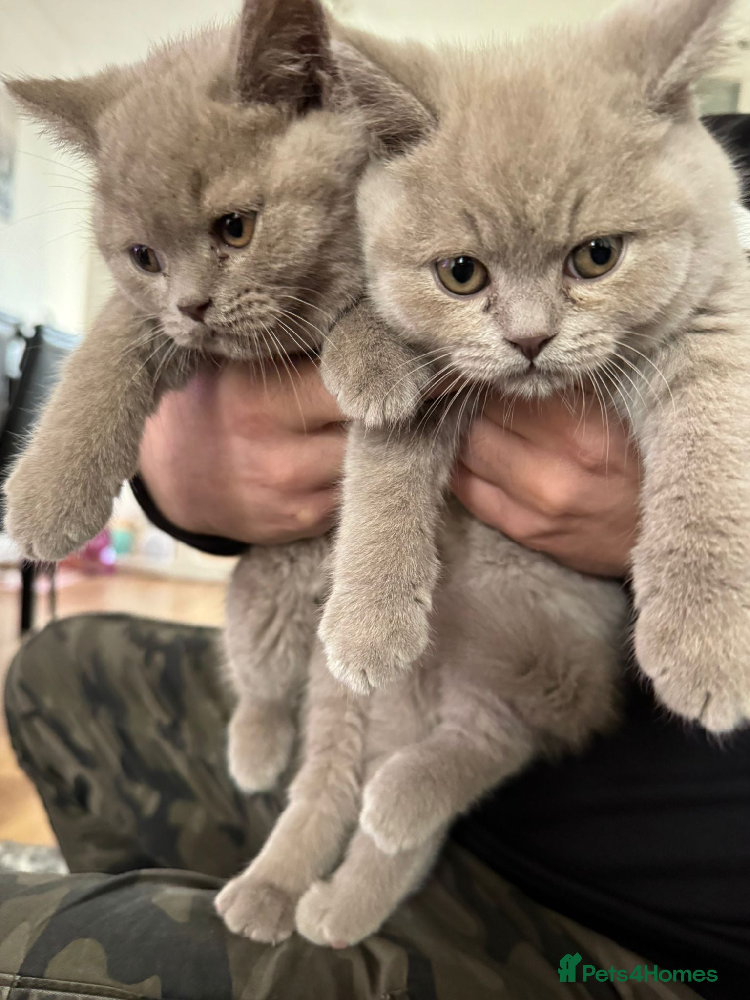 British Shorthair cats British ShortHair 🐈‍⬛ - Advert 17