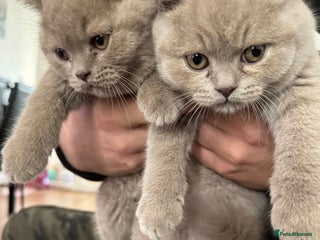 British Shorthair cats British ShortHair 🐈⬛ - Advert 9