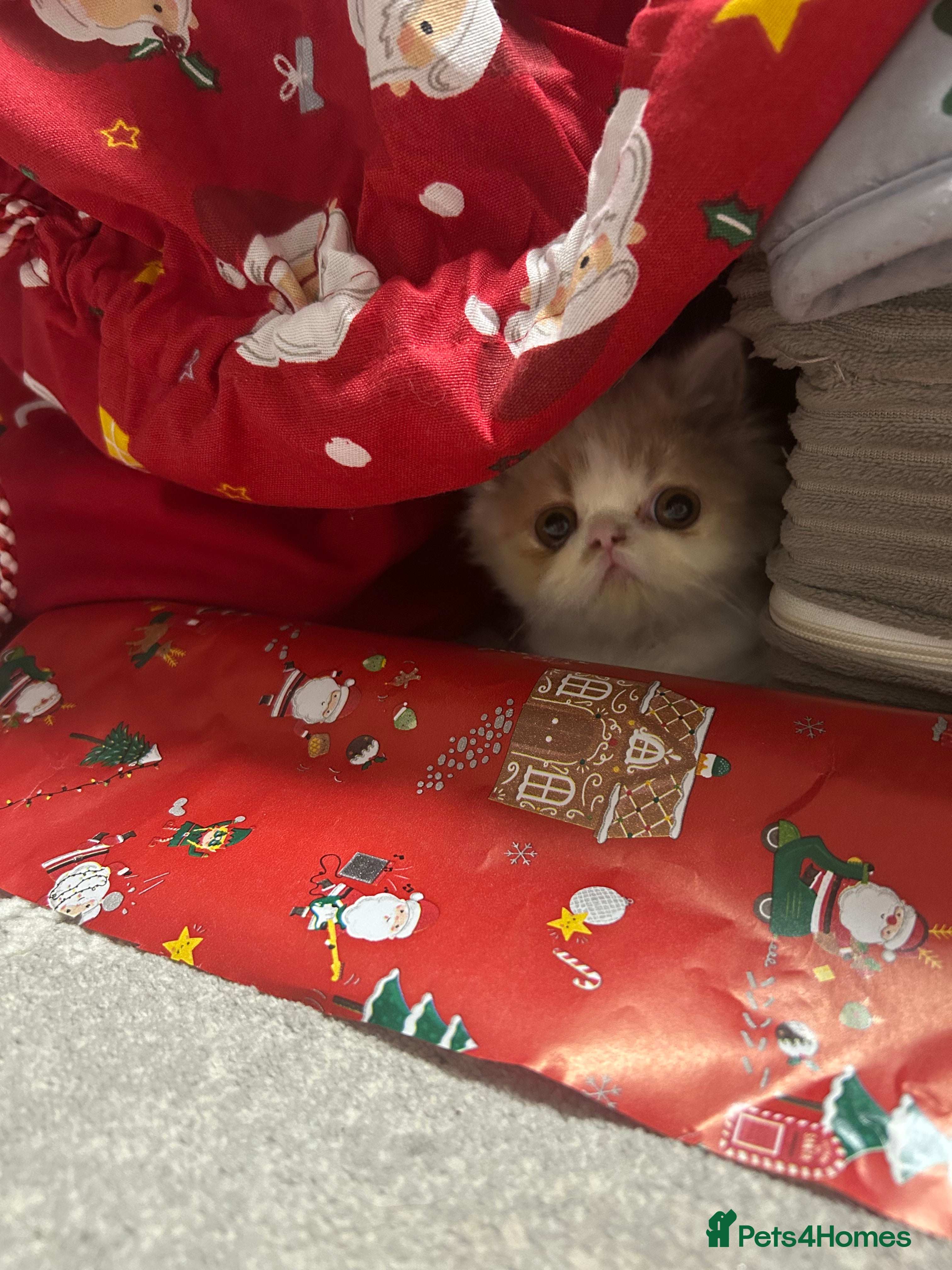 Persian cats Beautiful Persian kittens - Advert 2