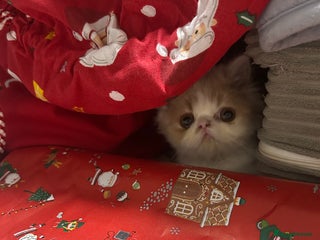 Persian cats Beautiful Persian kittens - Advert 2