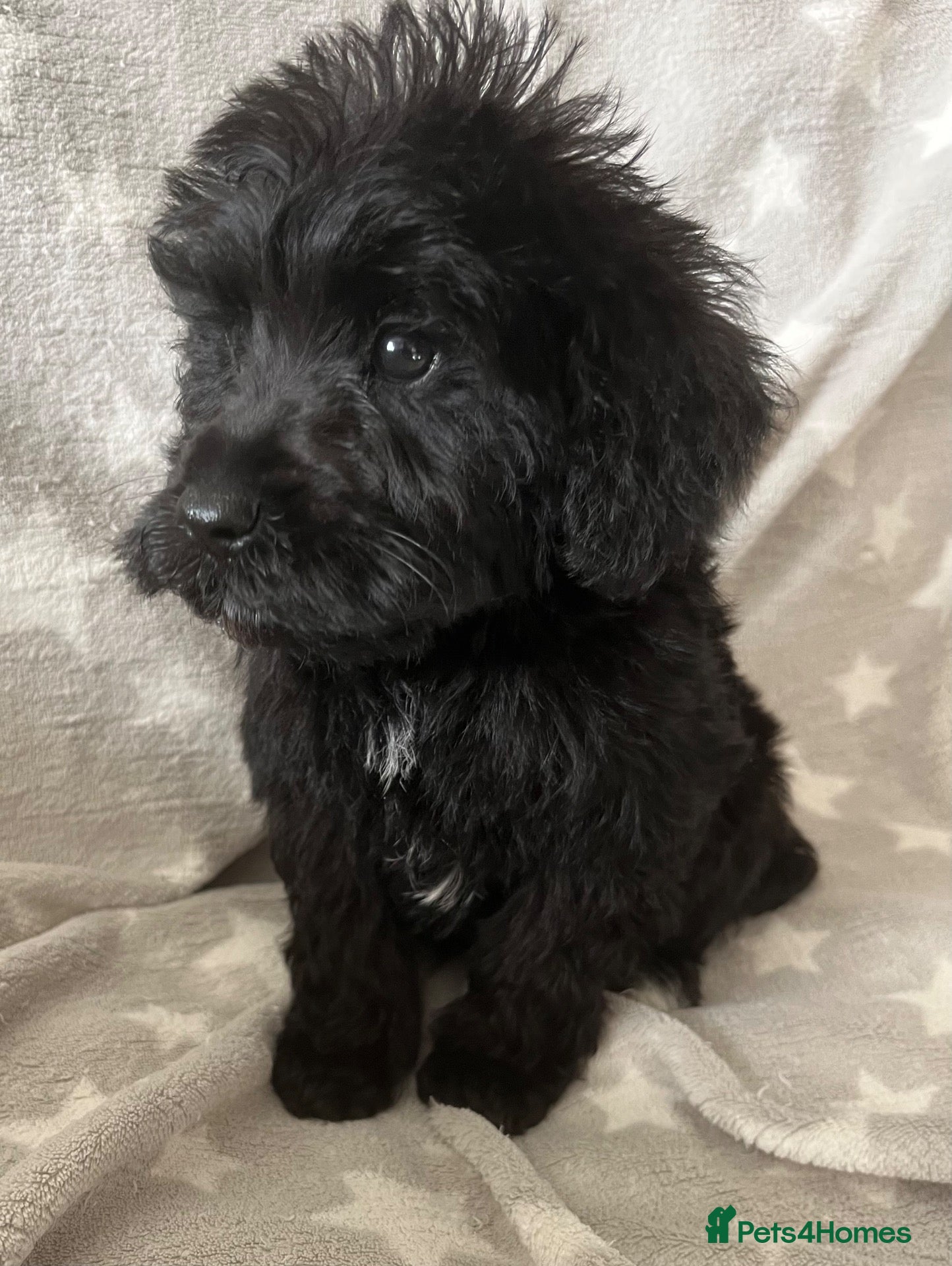 Schnoodle dogs Schnoodle pups for sale. Ready 11th October.  - Advert 2