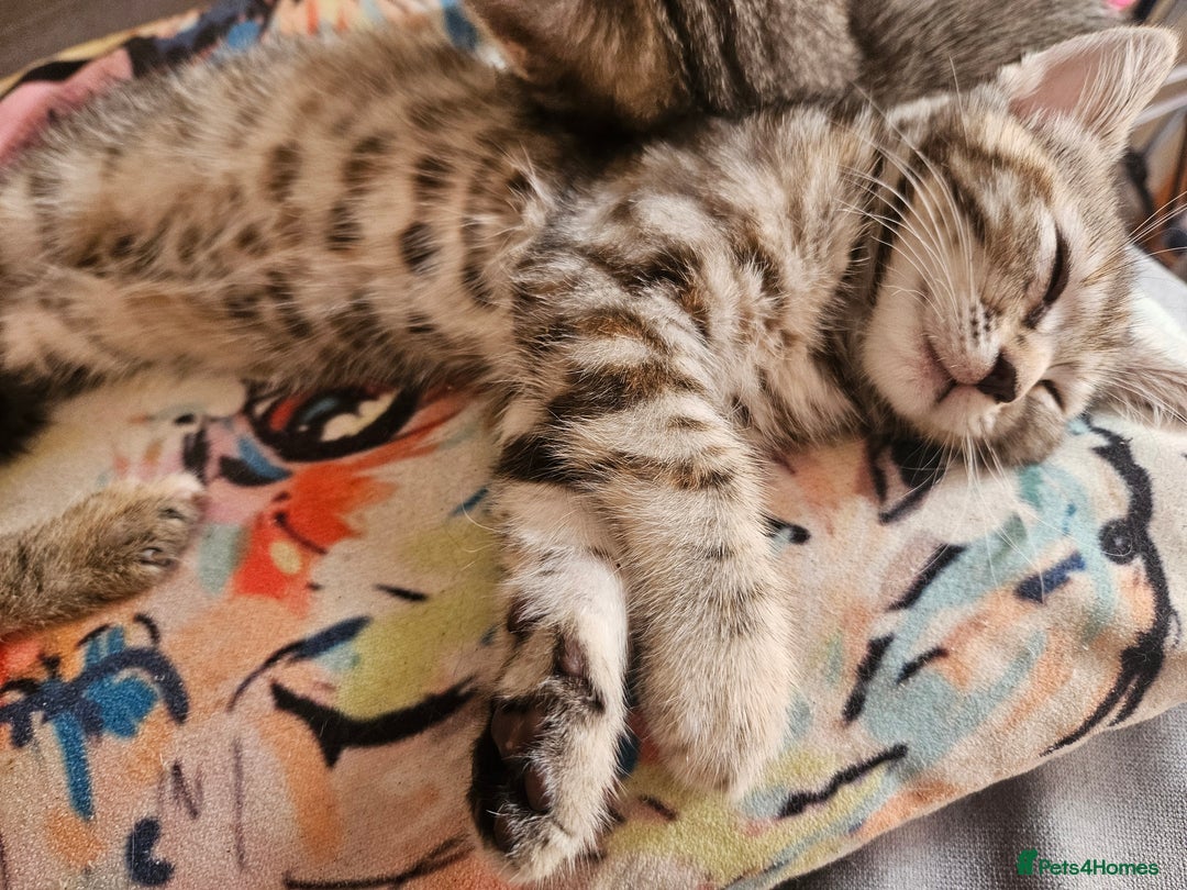 Mixed Breed cats for sale: Bengal cross kittens. 4 left!!! - Image 3