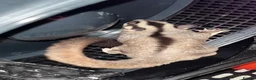 Sugar Glider rodents for sale: 2 female sugar glders in South Ockendon - Advert 26