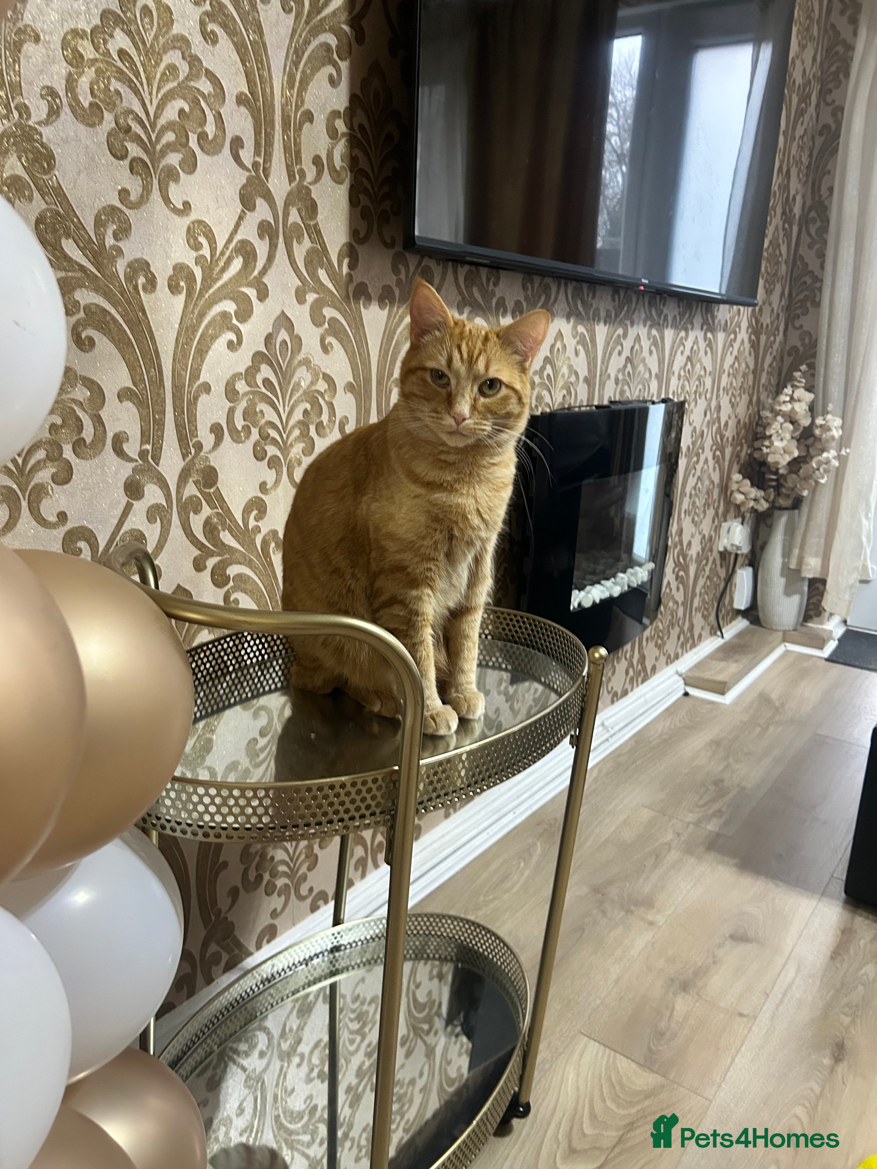 Domestic Shorthair cats 11 month old cat ginger cat  - Advert 1