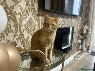 Domestic Shorthair cats 11 month old cat ginger cat - Advert 6