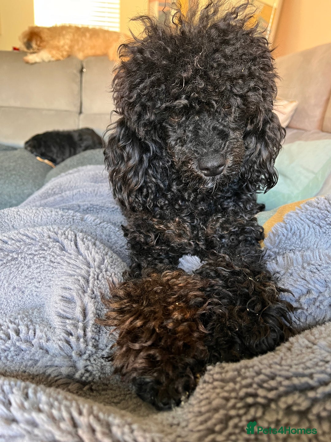 Miniature Poodle dogs for stud: KC phantom miniature poodle stud health tested in Thetford - Image 4