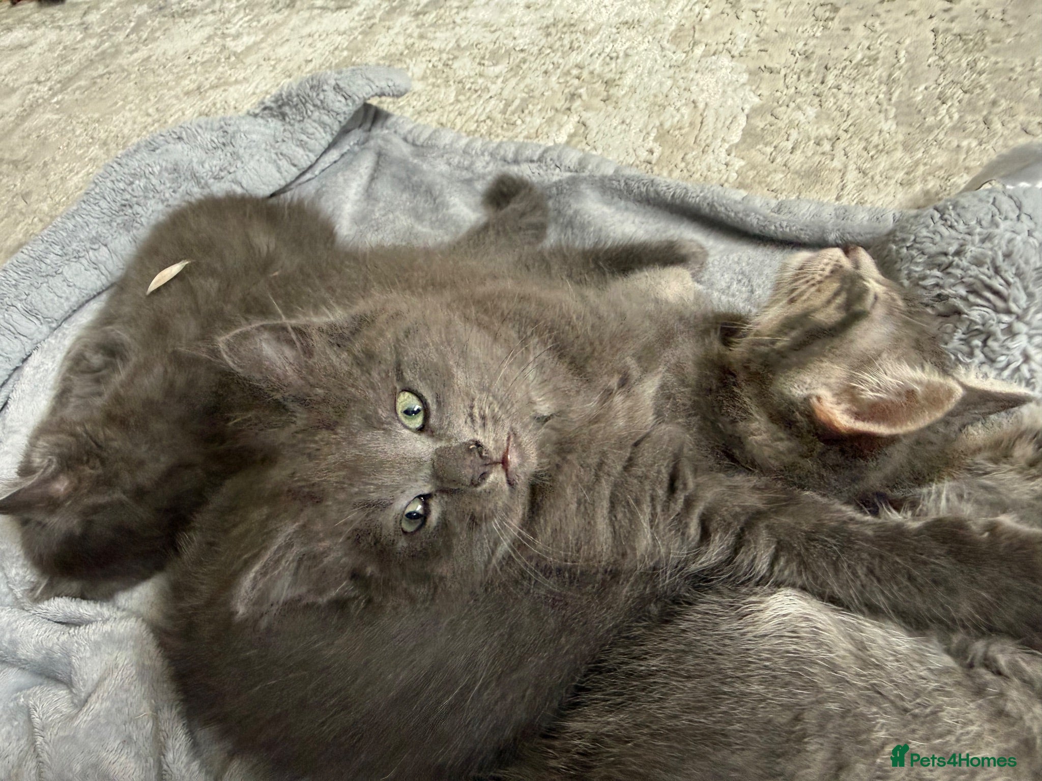 Ragcoon cats Ragdoll & Maine coon- ready for forever home - Advert 4