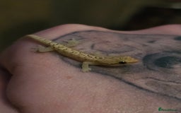Gecko reptiles for sale: Baby mourning geckos for sale  - Image 7