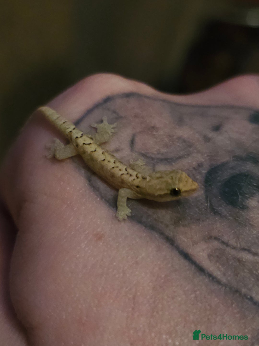 Gecko reptiles for sale: Baby mourning geckos for sale  - Image 7