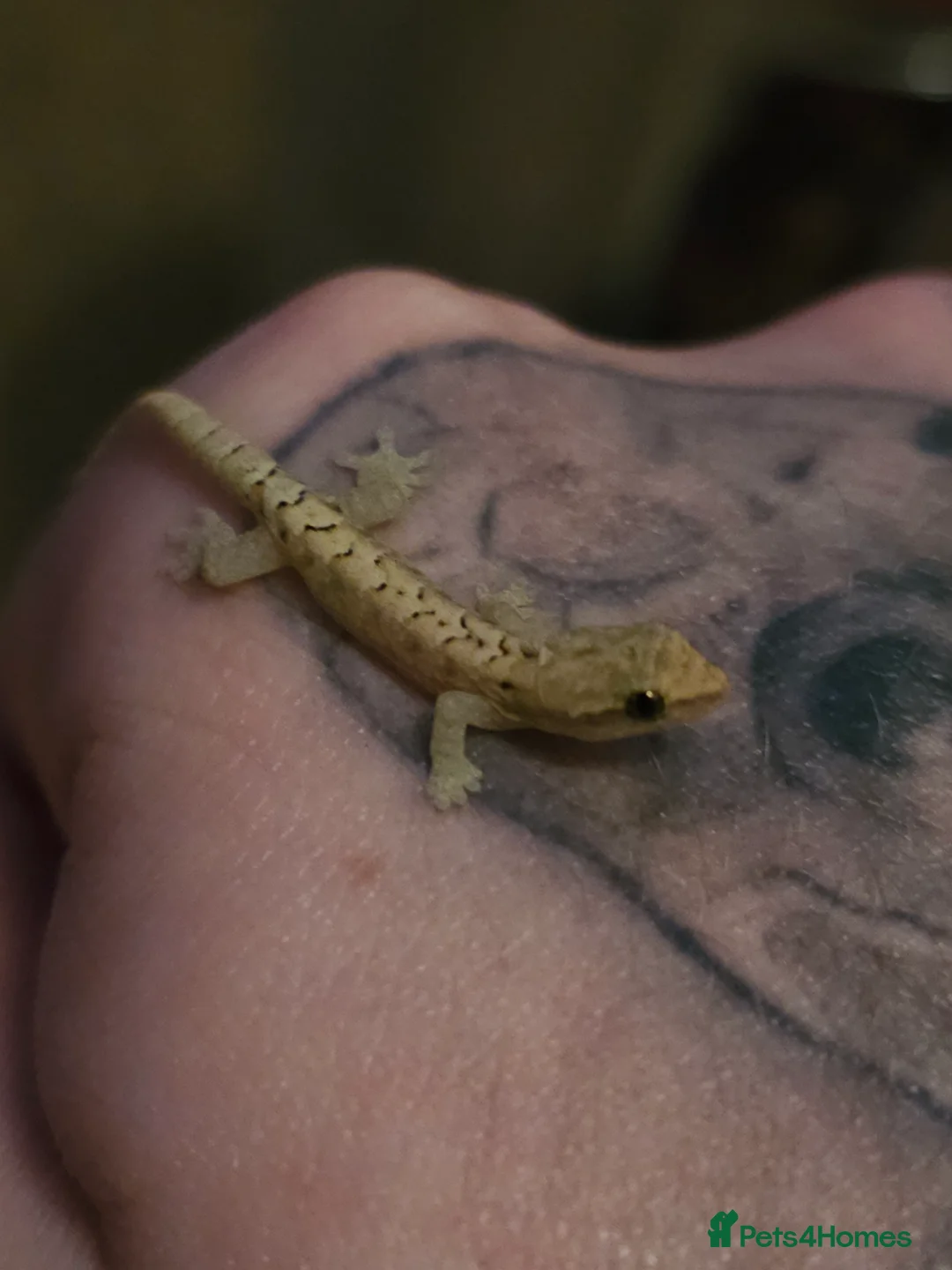 Gecko reptiles for sale: Baby mourning geckos for sale  - Advert 7